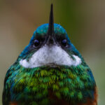 Close-up portrait of a Rufous-tailed Jacamar: one of the prettiest small birds I have ever seen. Its feathers were as dazzling as a jewel, as it flitted around the bushes beside the Transpantaneira Road (image by Gin Wilde)