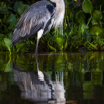 A handsome Cocoi Heron - the largest of the South American heron species - is reflected in the waters of Brazil's Rio Pixai (image by Gin Wilde)