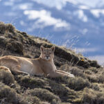 Coiron has a very pale fur coat, she is named after the ubiquitous buff-white tufts of grass (image by Mike Watson)