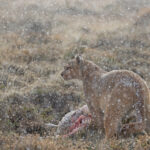 Coiron uses the cover of snowfall to eat at one of kills, the other has been taken over by Sol, who is still nearby (image by Mike Watson)