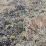 Coiron approaches her kill during a blizzard (image by Mike Watson)