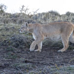 Coiron remains alert, she had good reason to, one of the kills she was guarding was hijacked by another Puma today (image by Mike Watson)