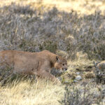 Dark, the frightening alpha male Puma of the Lagina Amarga Ranch emerges from the Mata Negra (image by Mike Watson)