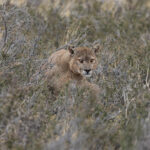 Dark is an old male, see the power in his broad face (image by Mike Watson)