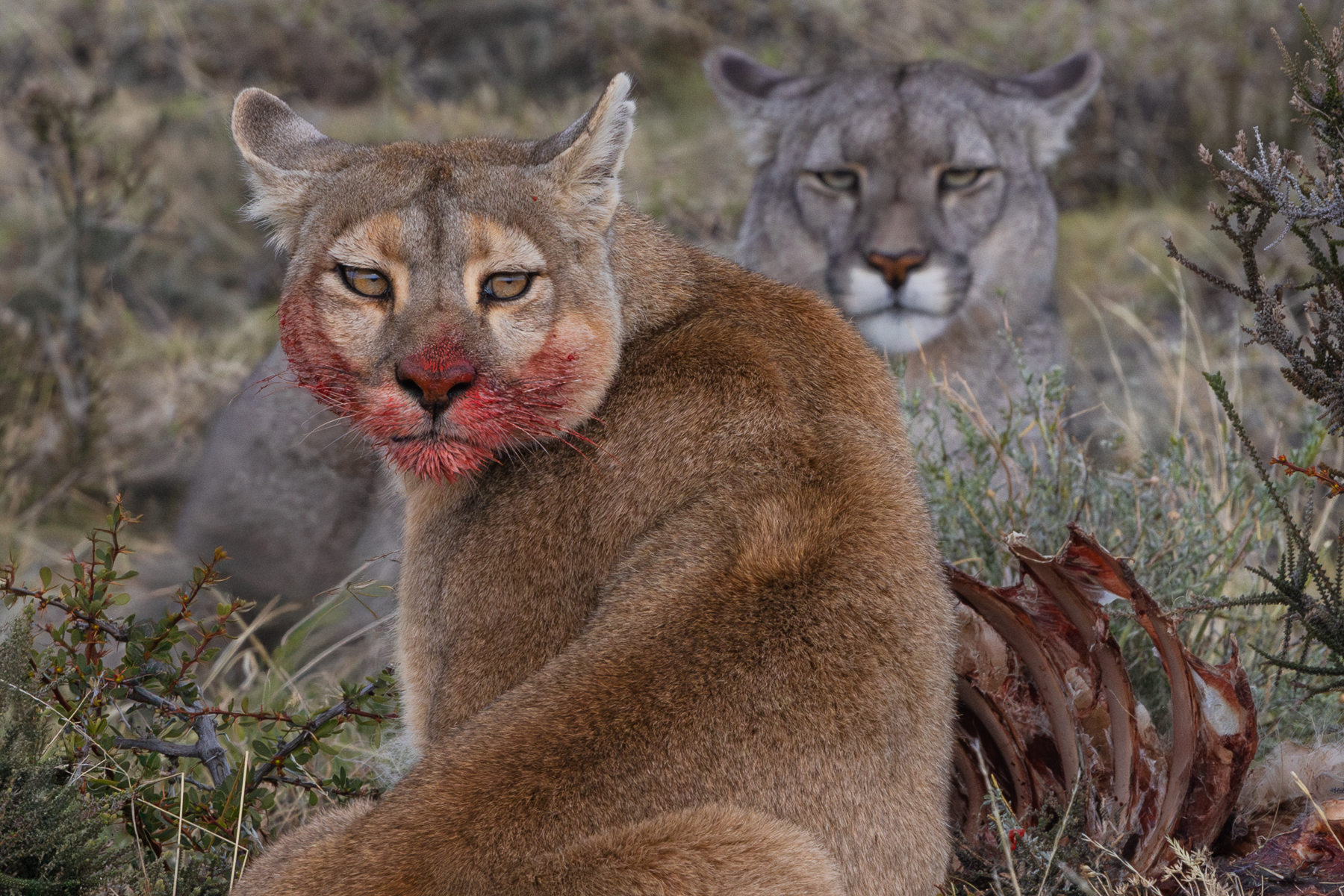 Female Puma 'Petaka' and her two cubs - believed to be around nine-months-old - playfight in the Patagonian bushes (image by Gin Wilde)