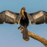 A female Anhinga dries its wings on the banks of the Rio Tres Irmaos. These (mostly) fish eaters are unfairly known as 