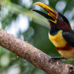The Pantanal is home to more than 600 bird species, with the Chestnut-eared Aracari just one of the colourful birding stars that relish life in this region (image by Gin Wilde)
