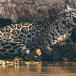 Hunting down a Yacare Caiman that was almost 10ft long was a tall order for female Jaguar 'Jeni'. But her skills as a huntress should never be underestimated (image by Gin Wilde)