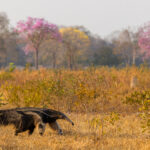 A Giant Anteater wanders through a pasture in Pousado Puival, with pink Ipe trees starting to bloom in the background. Habitat destruction is a major threat to these magnificent mammals - having already gone extinct in large areas of Central America (image by Gin Wilde)