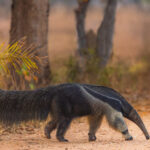 As the largest of the four anteater species, the Giant Anteater is a prize to see in the Pantanal. They protect their sharp front claws by tucking them into their palms and walking on their front knuckles (image by Gin Wilde)