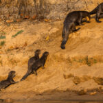 A pair of attentive Giant Otter parents shepherd their pups out of the water, up a sandbank and into the safety of their riverside den - offering protection from any Jaguar predators that may come their way (image by Gin Wilde)