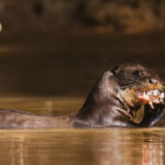 Giant Otters grow up to 1.8 metres long, with sizeable bodies and tails, as this individual shows (image by Gin Wilde)