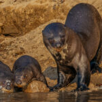 A pair of Giant Otter pups haul themselves out of the waters of the Rio Cuiabà, flanked by their watchful mum (image by Gin Wilde)