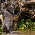 'First on the tree gets to flipper-slap the rest!' Giant Otters play amid the fallen trees and driftwood on banksides in the Pantanal (image by Gin Wilde)
