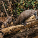 It's getting 'otter and 'otter out here- so all we can do to escape the heat is rest on this tree. Giant Otters laze on a fallen tree in the Pantanal (image by Gin Wilde)