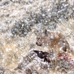 Ginger at her kill in a blizzard (image by Mike Watson)