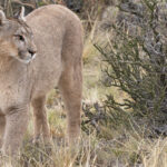 Gorgeous Petaka, one of the most beautiful as well as most confiding of all Pumas (image by Mike Watson)