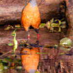 'Mirror, mirror, on the river 'wall', Who's the fairest Gray-cowled Wood Rail of them all?' Why, me, of course! (image by Gin Wilde)