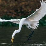 A Great Egret swoops down in an effort to land a fish, its huge white wings held aloft behind. On the Rio Pixaim (image by Gin Wilde)
