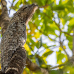 Snoozing in a tree at Posou Alegre, a nocturnal Great Potoo. Known to many as 'The Ghost Bird', Potoos are known for their haunting calls and large, expressive eyes (image by Gin Wilde)