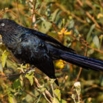 A Greater Ani, in bushes beside the Rio Cuiabà, in the Pantanal. The largest of the Ani's, these glossy blue-black birds are members of the cuckoo family, sometimes referred to as the 'Black Cuckoo.' (image by Gin Wilde)