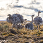 Greater Rhea quintet on the wild Patagonian Steppe (image by Mike Watson)