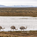 Greater Rhea trio, three is better than two, and four (image by Mike Watson)