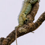 What this image doesn't show was quite how high this Green Iguana had climbed up a tree, overlooking the Rio Pixaim. We estimated maybe as much as 80-90ft off the ground! But this tree was clearly his happy place, as he was still resting up here the next day (image by Gin Wilde)