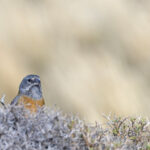 Grey-hooded Sierra Finch, one of the few avian inhabitants of the Mata Negra (image by Mike Watson)