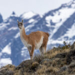 Guanaco portrait, Torres del Paine Massif in the background (image by Mike Watson)