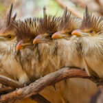 'Oy, budge over!' Guira Cuckoos roost in groups of up to 20, meaning compromises must be reached in the communal nest! They are social birds that huddle together to keep warm, and even sunbathe together in the early morning or after it rains (image by Gin Wilde)