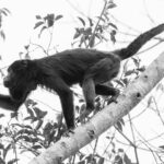 Black Howler Monkeys are among the Pantanal's noisiest inhabitants. Around sunrise they begin their roaring howl, which has to be heard to be believed (image by Gin Wilde)