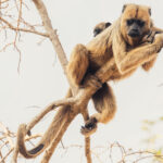 A female Howler Monkey, with her infant, staring down from the trees near Poconè. Confusingly, female Black Howler Monkeys are brown, leaving the namesake colour to the males (image by Gin Wilde)