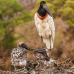 A female Jabiru waits patiently on the nest with her rapidly growing chicks. Not only are Jabiru one of the largest birds in the New World, but they are also the tallest flying bird in South America, standing five tall and with wings of up to 8ft long (image by Gin Wilde)