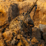 In the great 2024 fight between Jaguar cub and stick, the stick won. Mostly because cub 'Malaka's' mum 'Patricia' called him back to the den. Just like human mothers and sons (image by Gin Wilde)