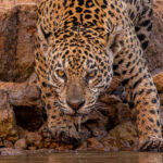 Water from the Rio Cuiabà drips from huntress Patricia's jaws, as she cools down in the 42 degree C afternoon heat (image by Gin Wilde)