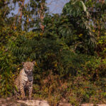 With lush vegetation and its mind-boggling number of species - this is the Pantanal at its most verdant. Jaguar 'Marcela' surveys this - her wetland and rainforest realm (image by Gin Wilde)