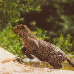 Female Jaguar 'Apeiara' powers her way up the bankside in the Northern Pantanal, after spending three hours hunting and swimming - sadly in vain - in the Rio Tres Irmaos (image by Gin Wilde)
