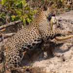 This little Yacare Caiman didn't stand a chance against the might of a Pantanal Jaguar (image by Gin Wilde)