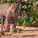Jaguars are known to regularly eat more than 85 species of prey. Including little fish. Although, compared to the big caiman we saw these cats wrestle, this little tiddler seems a little tame (image by Gin Wilde)