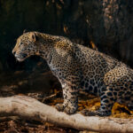 Jaguar 'Apeirara' takes a pause from hunting atop a fallen branch - and surveys the banks along the Rio Tres Irmaos in the Northern Pantanal (image by Gin Wilde)