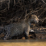 Female Jaguar 'Apeiara' was indefatigable in her three hour hunting trip, pausing only momentarily, in the shallows of the Rio Tres Irmaos, in a patch of dappled sunlight (image by Gin Wilde)