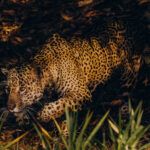 I loved the contrast of light and shadow in the Pantanal, that provides so much scope for Baroque-style wildlife photography - but also shows how camouflaged a hunting Jaguar can be (image by Gin Wilde)