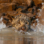 'Makala' the 4-week-old cub of Pantanal matriach Patricia, holds his nerve as he attempts a dip in the waters of the Rio Cuiaba (image by Gin Wilde)