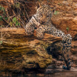 Aww! 'Here's looking at you, Kid!' Four-week-old Jaguar cub 'Makala' stares out in curiosity at everything going on around him in the Pantanal (image by Gin Wilde)