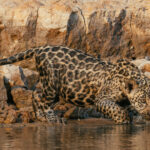 Watching this four-week-old cub 'Makala' take his first tentative steps towards the water was the epitome of adorable - and one of the highlights of our tour (image by Gin Wilde)