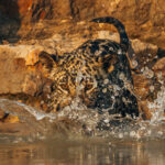 That's one way to make a splash. Four-week-old Jaguar cub 'Makala' starts his swimming lessons, in the waters of the Northern Pantanal (image by Gin Wilde)