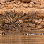 'I'm here with you, mum!' Four-week-old Jaguar cub 'Makala' keeps up with his swimming mother 'Patricia' (image by Gin Wilde)