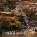 Four-week old Jaguar cub 'Makala' watches, entranced, as his mum, 'Patricia' cools off in the waters of the Rio Cuiaba, temporarily escaping the 42 degree C heat (image by Gin Wilde)