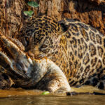 The sheer power of a Jaguar is apparent here - as female 'Jeni' drags a large Yacare Caiman out of the water, after the thrashing reptile loses its battle against her jaws (image by Gin Wilde)